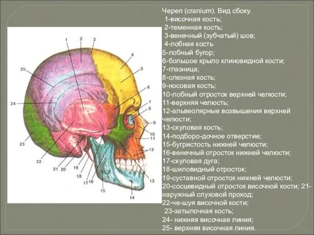Череп (cranium). Вид сбоку. 1-височная кость; 2-теменная кость; 3-венечный (зубчатый)