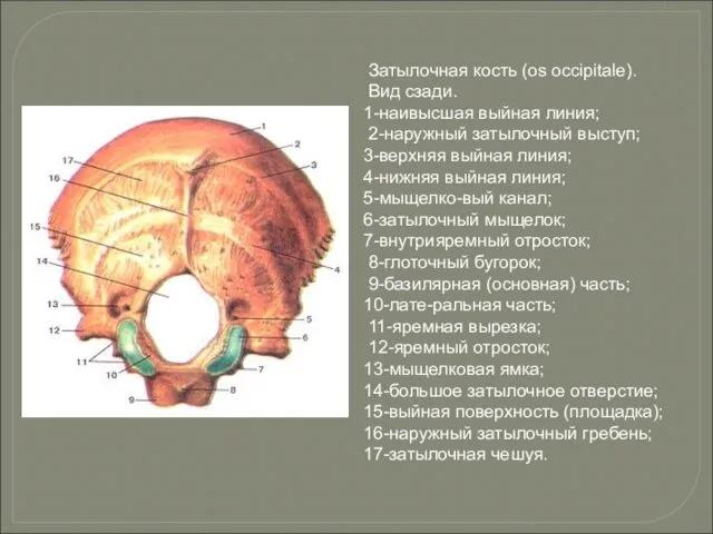 Затылочная кость (os occipitale). Вид сзади. 1-наивысшая выйная линия; 2-наружный