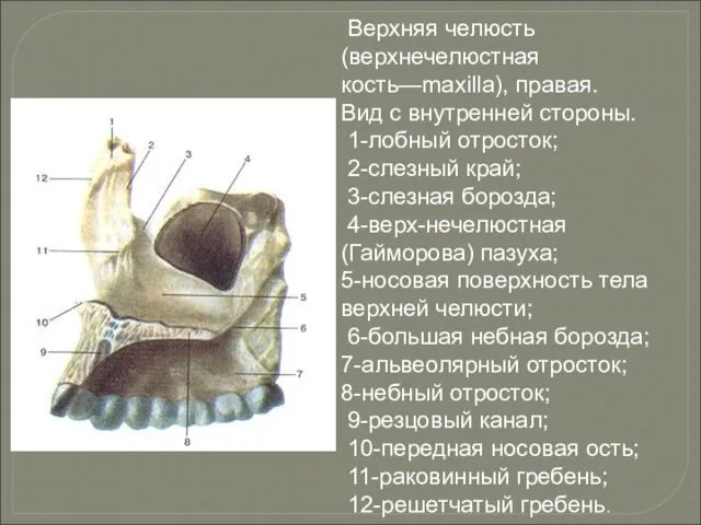 Верхняя челюсть (верхнечелюстная кость—maxilla), правая. Вид с внутренней стороны. 1-лобный