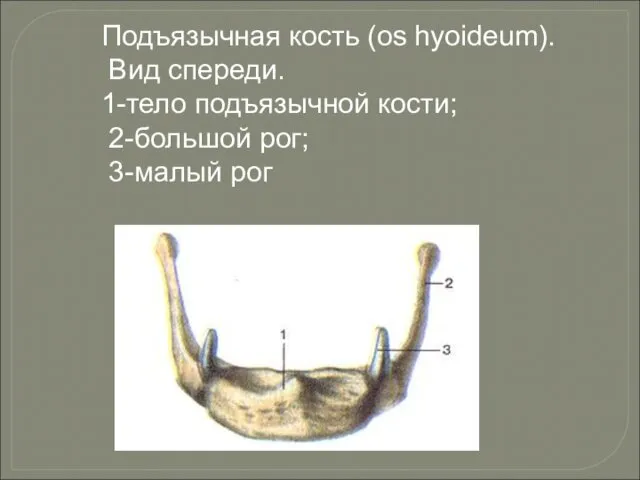 Подъязычная кость (os hyoideum). Вид спереди. 1-тело подъязычной кости; 2-большой рог; 3-малый рог