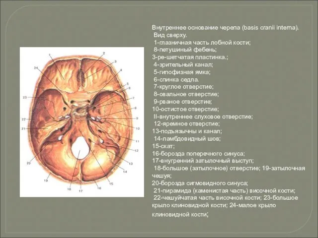 Внутреннее основание черепа (basis cranii interna). Вид сверху. 1-глазничная часть