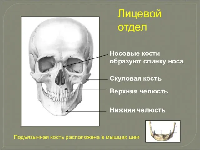 Лицевой отдел Носовые кости образуют спинку носа Скуловая кость Верхняя