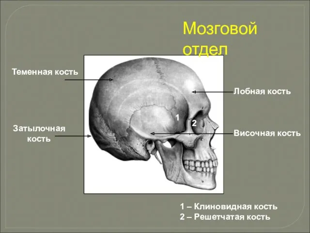 Мозговой отдел Лобная кость Теменная кость Затылочная кость Височная кость