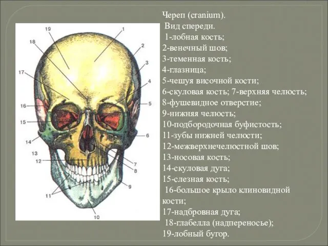 Череп (cranium). Вид спереди. 1-лобная кость; 2-венечный шов; 3-теменная кость;