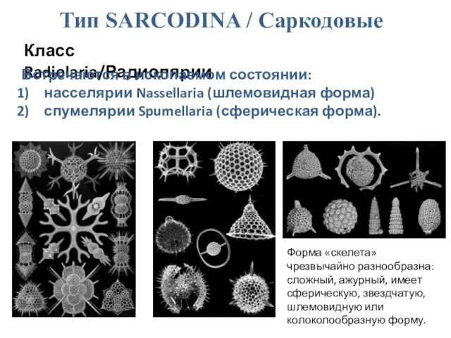 Тип SARCODINA / Саркодовые Класс Radiolaria/Радиолярии Встречаются в ископаемом состоянии: