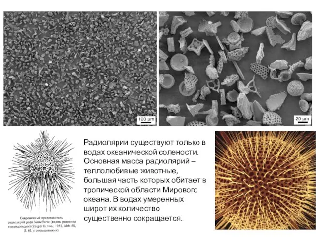 Радиолярии существуют только в водах океанической солености. Основная масса радиолярий