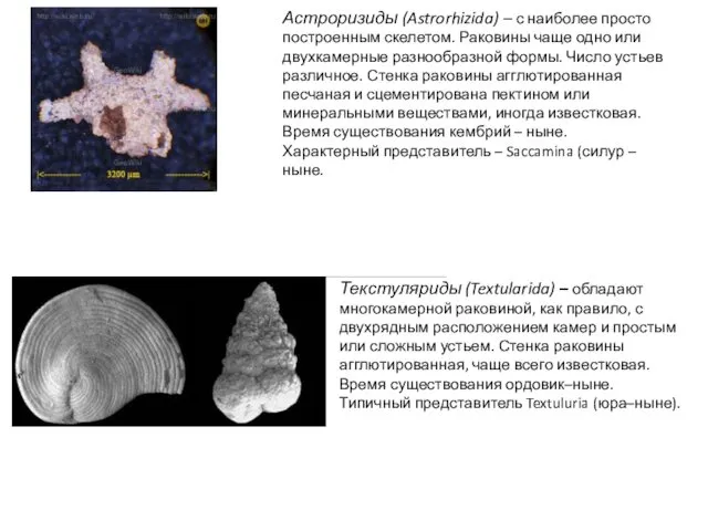 Астроризиды (Astrorhizida) – с наиболее просто построенным скелетом. Раковины чаще