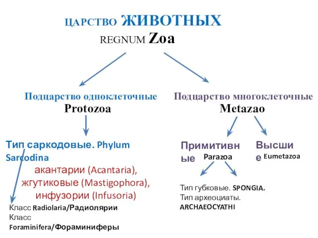 ЦАРСТВО ЖИВОТНЫХ REGNUM Zoa Подцарство одноклеточные Подцарство многоклеточные Protozoa Metazao