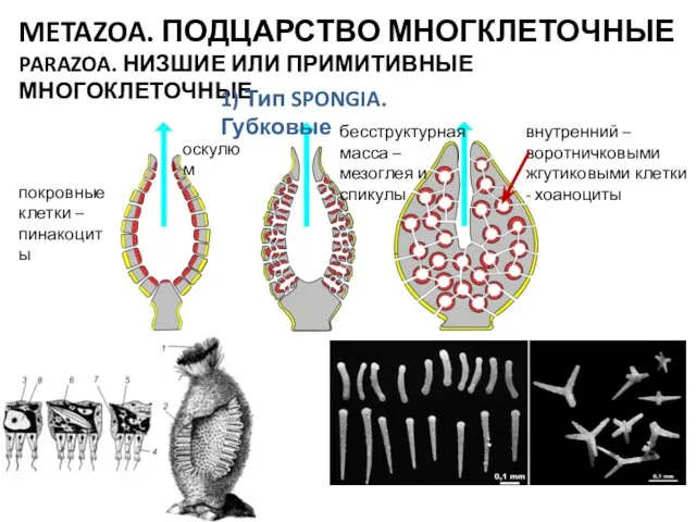 оскулюм покровные клетки – пинакоциты внутренний – воротничковыми жгутиковыми клетки