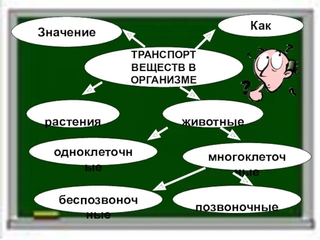 ТРАНСПОРТ ВЕЩЕСТВ В ОРГАНИЗМЕ Значение Как одноклеточные многоклеточные беспозвоночные позвоночные растения животные