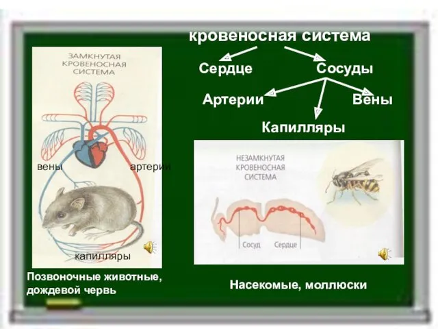 кровеносная система Позвоночные животные, дождевой червь Насекомые, моллюски Сердце Сосуды Артерии Вены Капилляры вены артерии капилляры