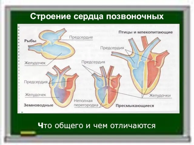 Строение сердца позвоночных Что общего и чем отличаются