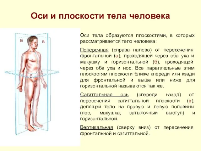 Оси и плоскости тела человека Оси тела образуются плоскостями, в