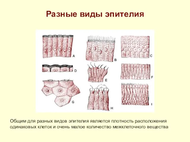 Разные виды эпителия Общим для разных видов эпителия является плотность