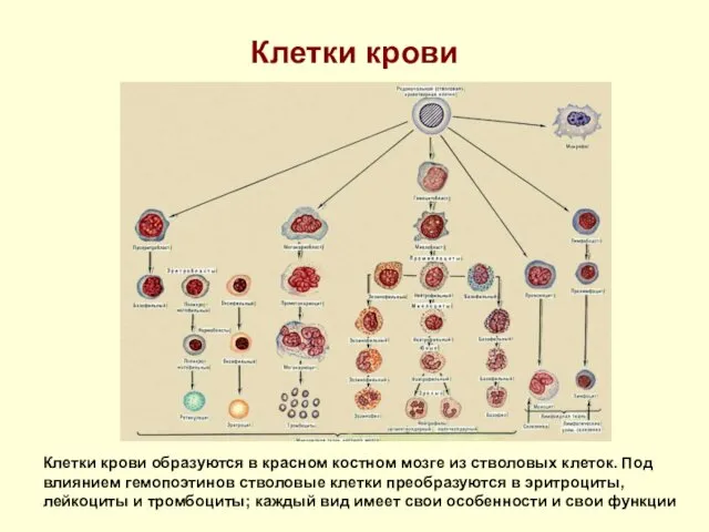 Клетки крови Клетки крови образуются в красном костном мозге из