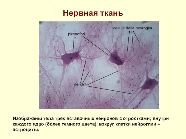 Нервная ткань Изображены тела трех вставочных нейронов с отростками; внутри