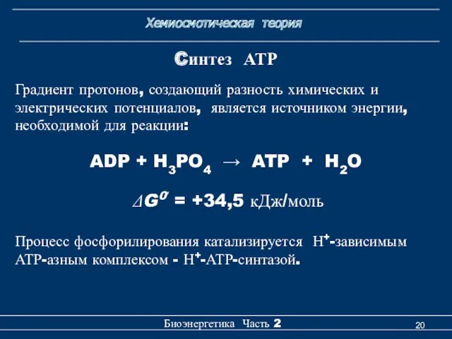 Хемиосмотическая теория Биоэнергетика Часть 2 Cинтез АТР Градиент протонов, создающий