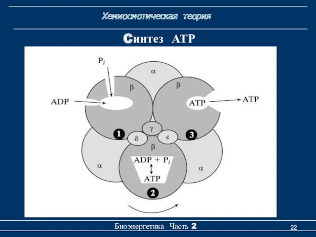 Хемиосмотическая теория Биоэнергетика Часть 2 Cинтез АТР