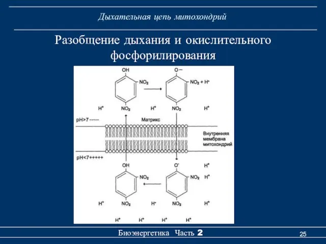 Дыхательная цепь митохондрий Биоэнергетика Часть 2 Разобщение дыхания и окислительного фосфорилирования