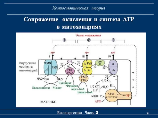 Хемиосмотическая теория Биоэнергетика Часть 2 Сопряжение окисления и синтеза АТР в митохондриях
