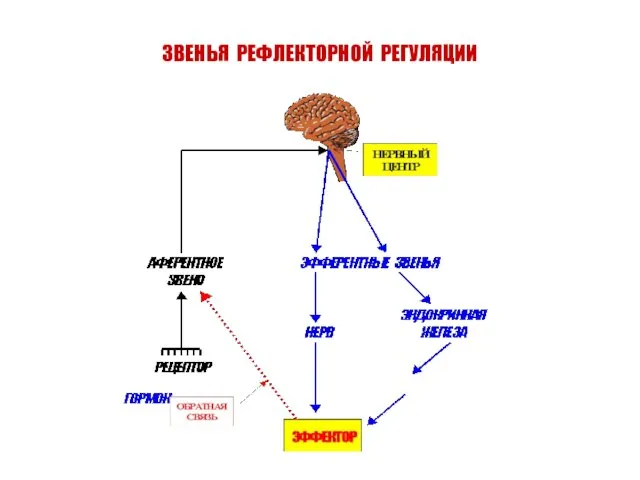 ЗВЕНЬЯ РЕФЛЕКТОРНОЙ РЕГУЛЯЦИИ