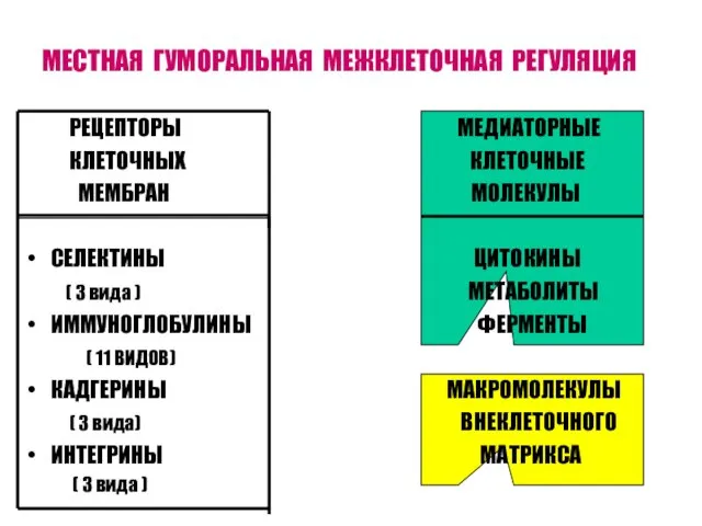 МЕСТНАЯ ГУМОРАЛЬНАЯ МЕЖКЛЕТОЧНАЯ РЕГУЛЯЦИЯ РЕЦЕПТОРЫ МЕДИАТОРНЫЕ КЛЕТОЧНЫХ КЛЕТОЧНЫЕ МЕМБРАН МОЛЕКУЛЫ СЕЛЕКТИНЫ ЦИТОКИНЫ (