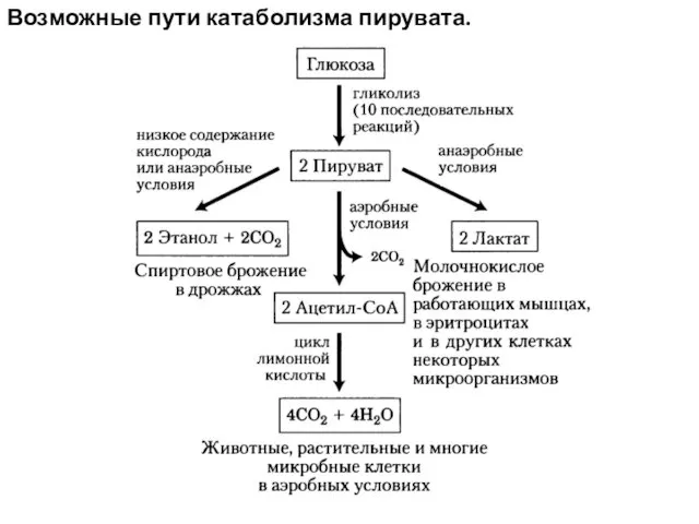 Возможные пути катаболизма пирувата.