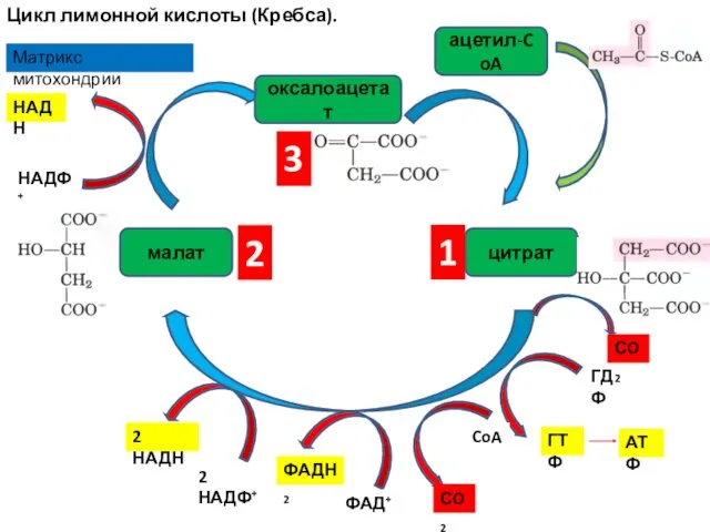 Цикл лимонной кислоты (Кребса). оксалоацетат цитрат малат ацетил-CoA Матрикс митохондрии