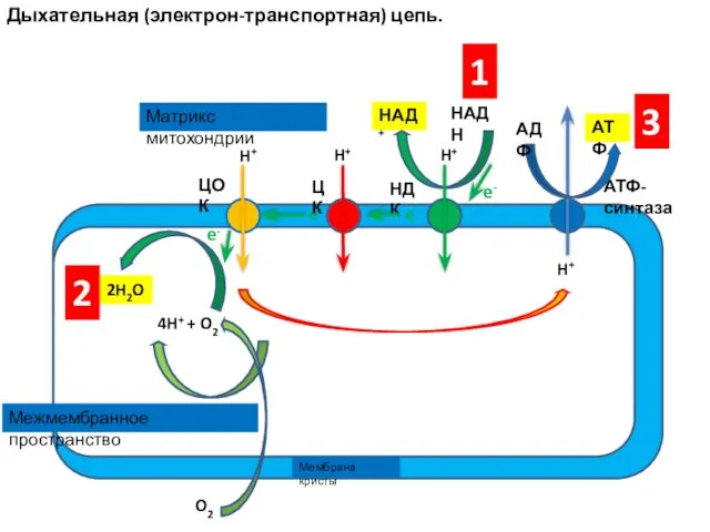 Дыхательная (электрон-транспортная) цепь. АТФ-синтаза 2H2O 4H+ + O2 e- НДК