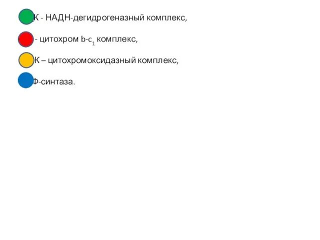 НДК - НАДН-дегидрогеназный комплекс, ЦК - цитохром b-c1 комплекс, ЦОК – цитохромоксидазный комплекс, АТФ-синтаза.