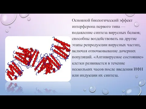 Основной биологический эффект интерферона первого типа — подавление синтеза вирусных