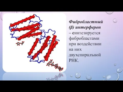 Фибробластный (β) интерферон – синтезируется фибробластами при воздействии на них двухспиралъной РНК.