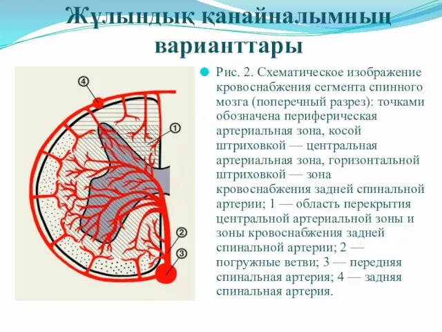 Жұлындық қанайналымның варианттары Рис. 2. Схематическое изображение кровоснабжения сегмента спинного