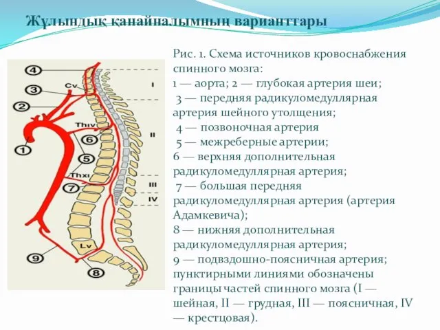 Жұлындық қанайналымның варианттары Рис. 1. Схема источников кровоснабжения спинного мозга: