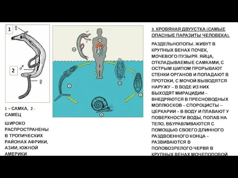 3. КРОВЯНАЯ ДВУУСТКА (САМЫЕ ОПАСНЫЕ ПАРАЗИТЫ ЧЕЛОВЕКА). РАЗДЕЛЬНОПОЛЫ. ЖИВУТ В