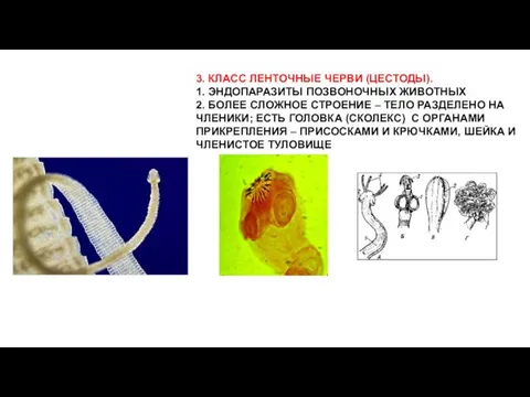 3. КЛАСС ЛЕНТОЧНЫЕ ЧЕРВИ (ЦЕСТОДЫ). 1. ЭНДОПАРАЗИТЫ ПОЗВОНОЧНЫХ ЖИВОТНЫХ 2.