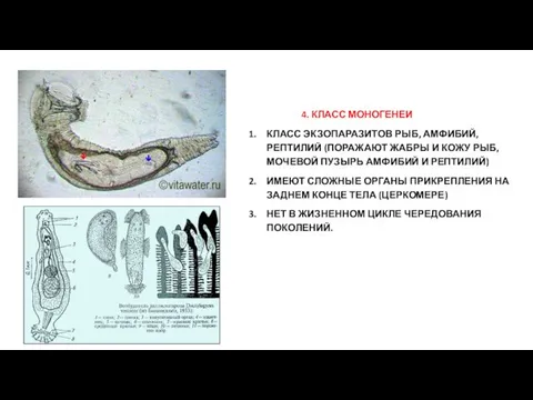 4. КЛАСС МОНОГЕНЕИ КЛАСС ЭКЗОПАРАЗИТОВ РЫБ, АМФИБИЙ, РЕПТИЛИЙ (ПОРАЖАЮТ ЖАБРЫ