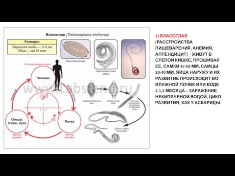 2) ВЛАСОГЛАВ (РАССТРОЙСТВА ПИЩЕВАРЕНИЯ, АНЕМИЯ, АППЕНДИЦИТ) - ЖИВУТ В СЛЕПОЙ