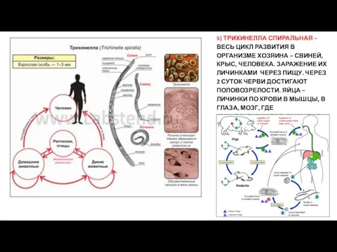 5) ТРИХИНЕЛЛА СПИРАЛЬНАЯ – ВЕСЬ ЦИКЛ РАЗВИТИЯ В ОРГАНИЗМЕ ХОЗЯИНА
