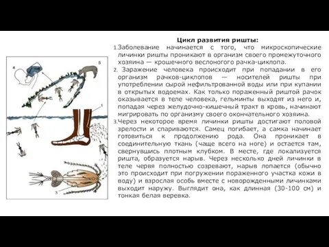 Цикл развития ришты: Заболевание начинается с того, что микроскопические личинки