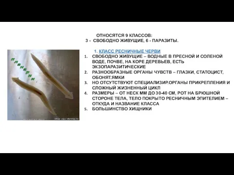 ОТНОСЯТСЯ 9 КЛАССОВ: 3 - СВОБОДНО ЖИВУЩИЕ, 6 - ПАРАЗИТЫ.