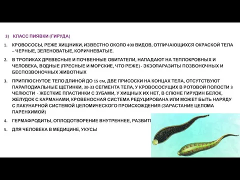 3) КЛАСС ПИЯВКИ (ГИРУДА) КРОВОСОСЫ, РЕЖЕ ХИЩНИКИ, ИЗВЕСТНО ОКОЛО 400