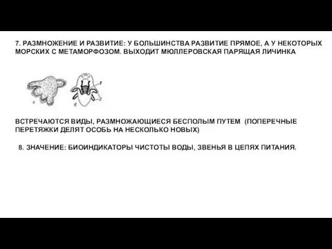 7. РАЗМНОЖЕНИЕ И РАЗВИТИЕ: У БОЛЬШИНСТВА РАЗВИТИЕ ПРЯМОЕ, А У