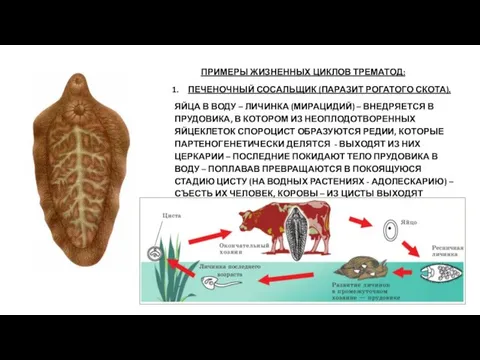 ПРИМЕРЫ ЖИЗНЕННЫХ ЦИКЛОВ ТРЕМАТОД: ПЕЧЕНОЧНЫЙ СОСАЛЬЩИК (ПАРАЗИТ РОГАТОГО СКОТА). ЯЙЦА