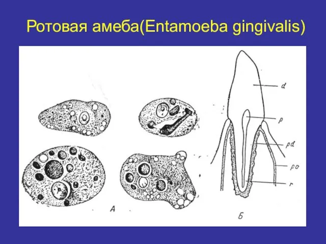 Ротовая амеба(Entamoeba gingivalis)