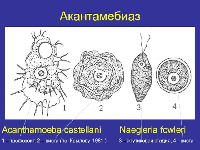 Акантамебиаз Acanthamoeba castellani Naegleria fowleri 1 – трофозоит, 2 –