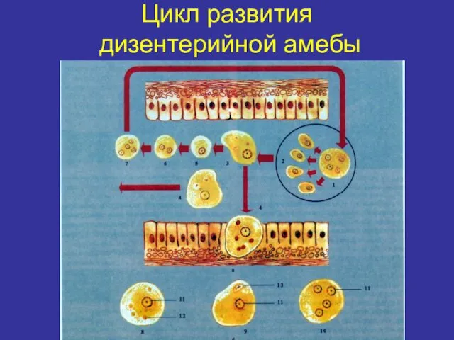 Цикл развития дизентерийной амебы