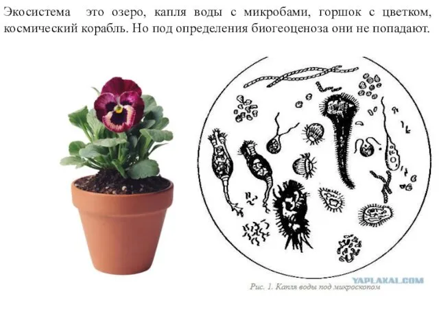 Экосистема это озеро, капля воды с микробами, горшок с цветком,