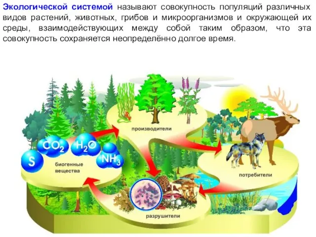 Экологической системой называют совокупность популяций различных видов растений, животных, грибов