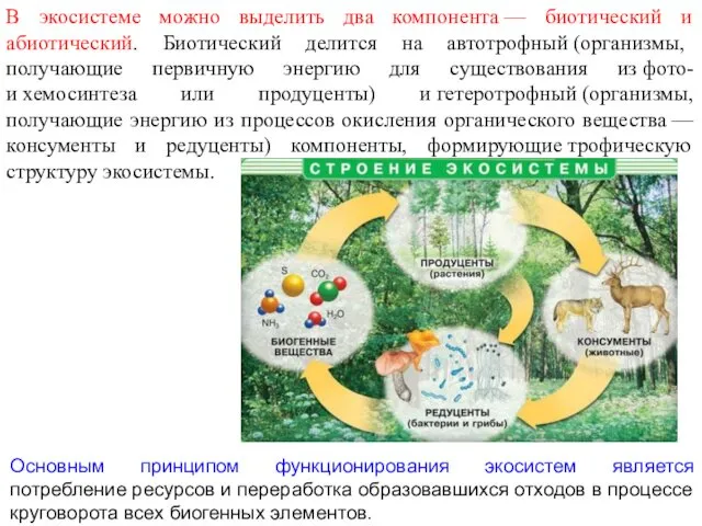 В экосистеме можно выделить два компонента — биотический и абиотический.